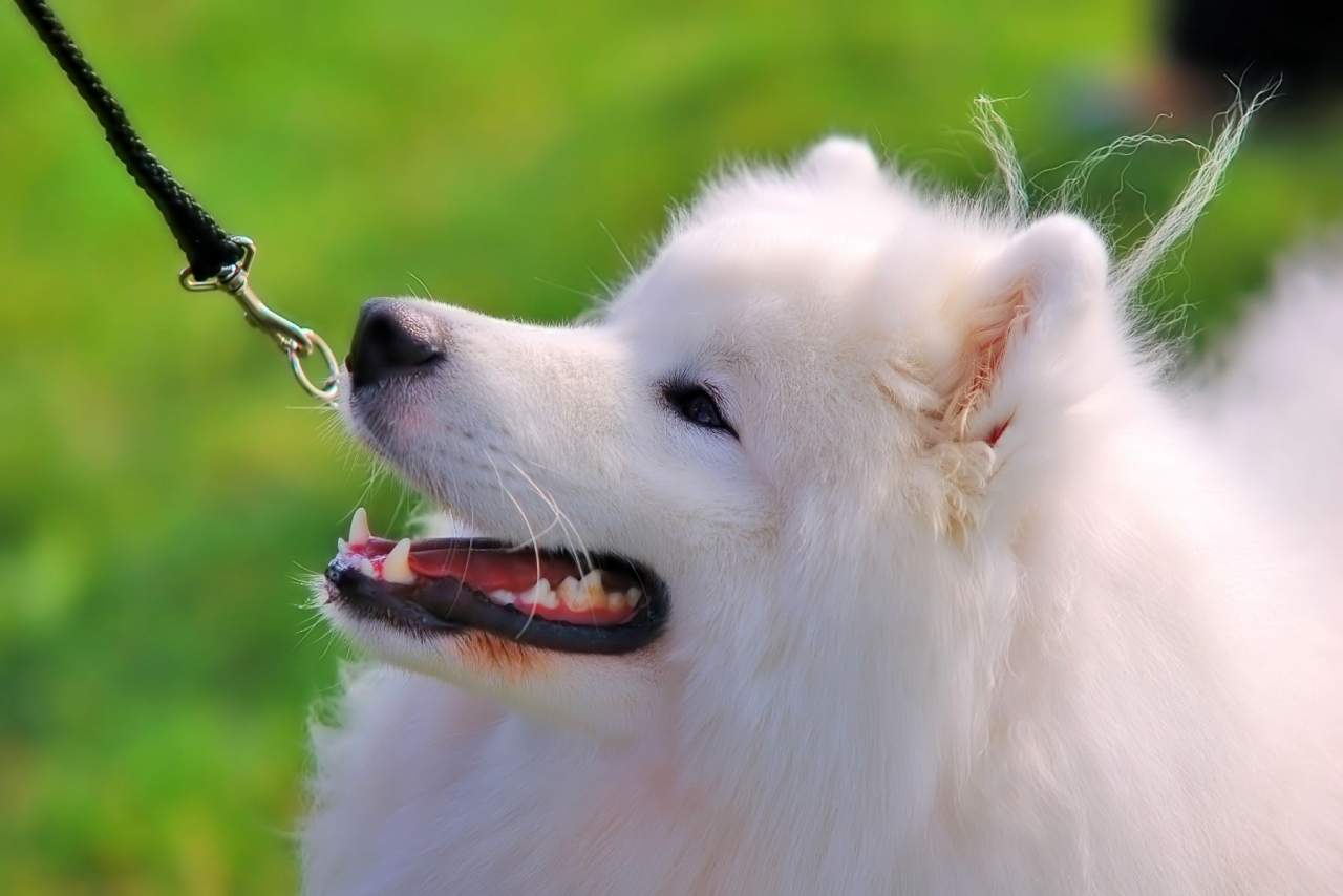 Arnés para que el perro no tire: We love pets