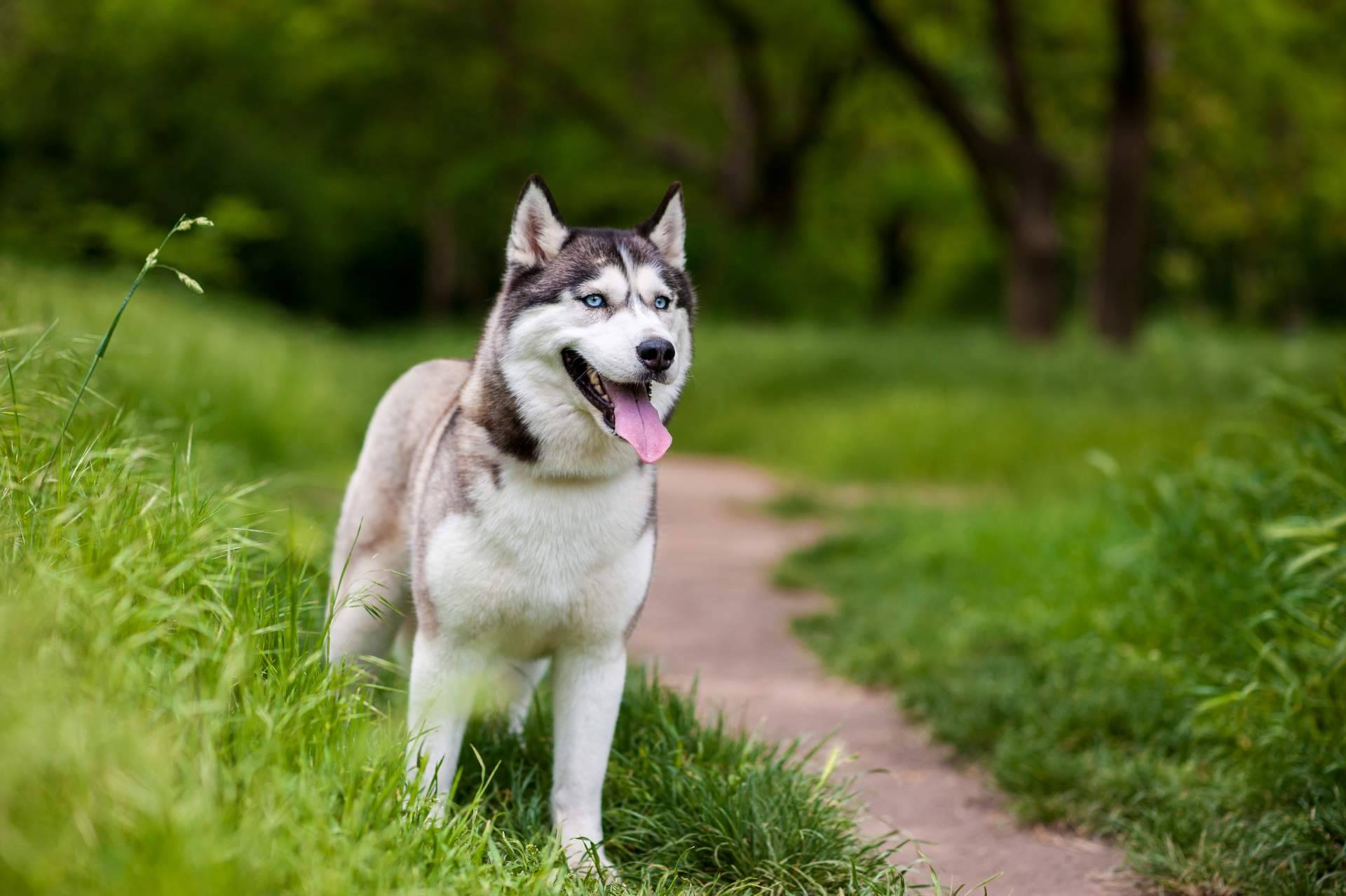 ¿Qué come realmente un perro o un lobo? Wolves Legacy