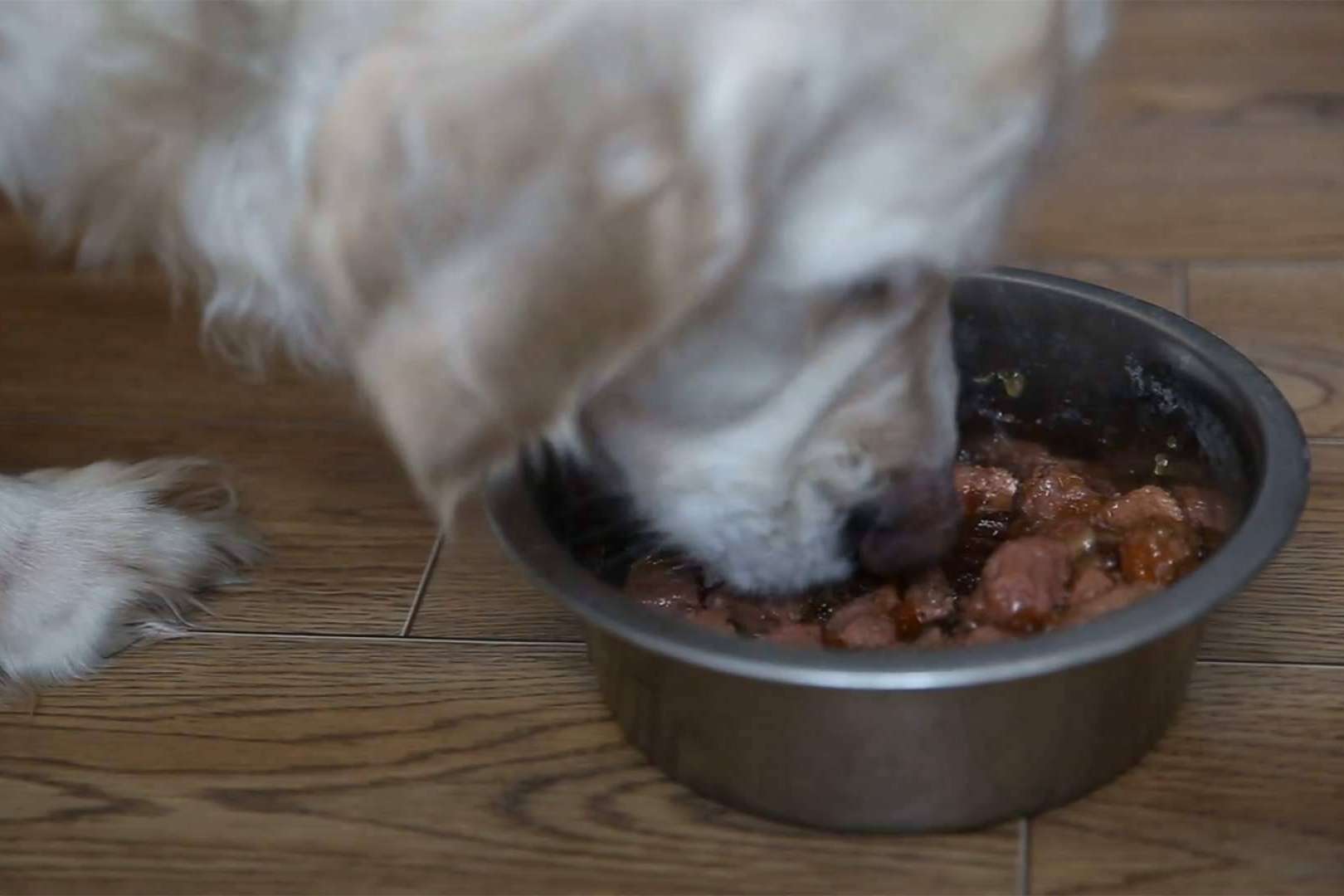 Todo lo que hay que saber, dietas BARF para perros