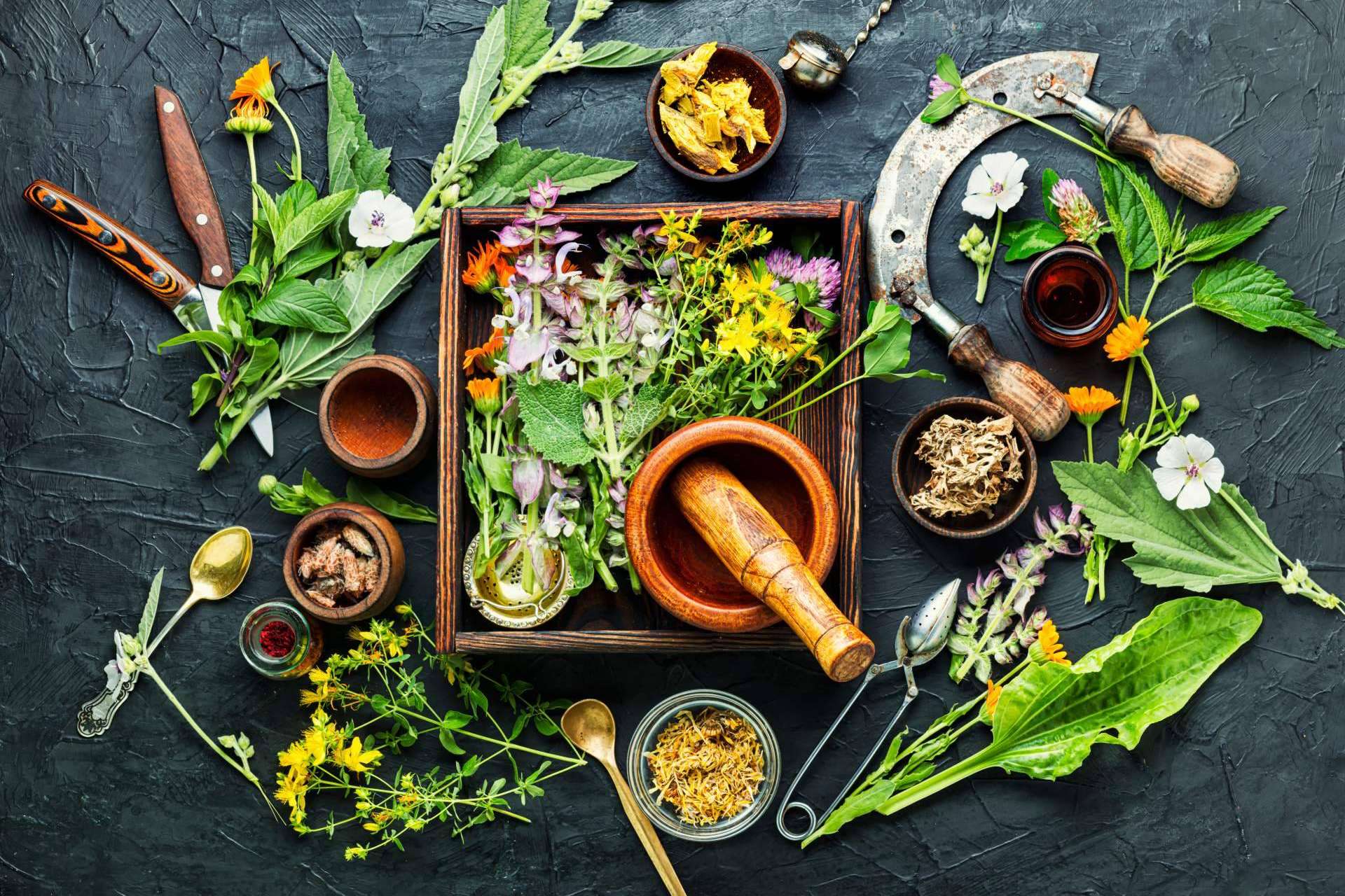 Medicamentos herbolarios de Soria Natural México