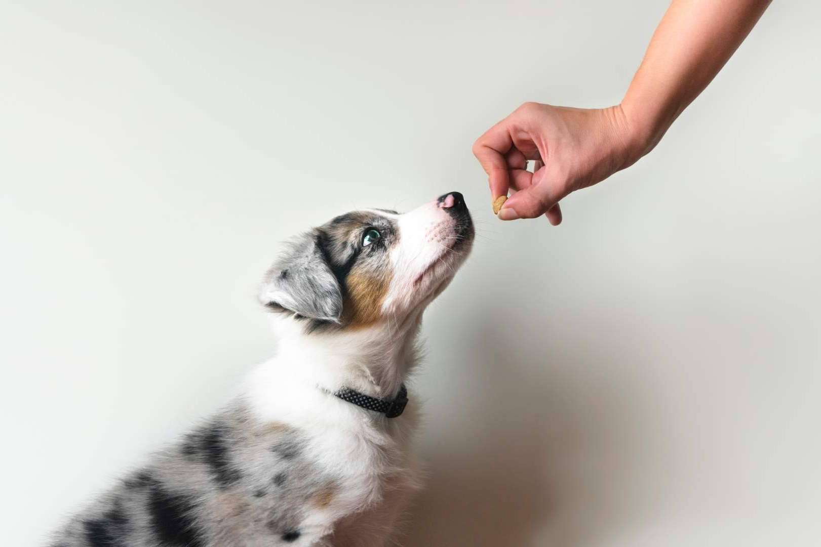 Cachorros del Valle y su programa de adiestramiento de perros