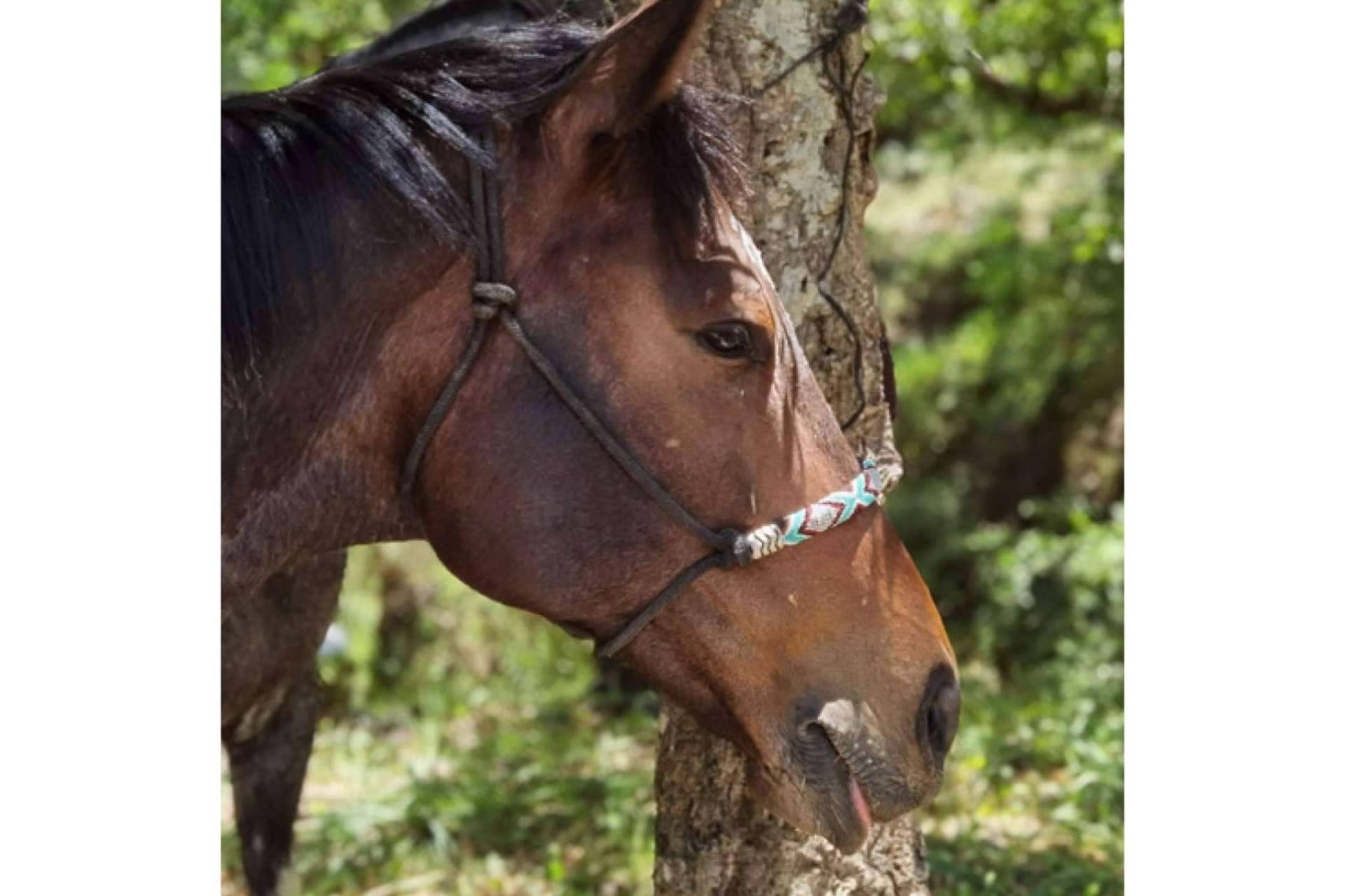 Los beneficios físicos y mentales de pasear a caballo, por Maktub Bohemian Rides