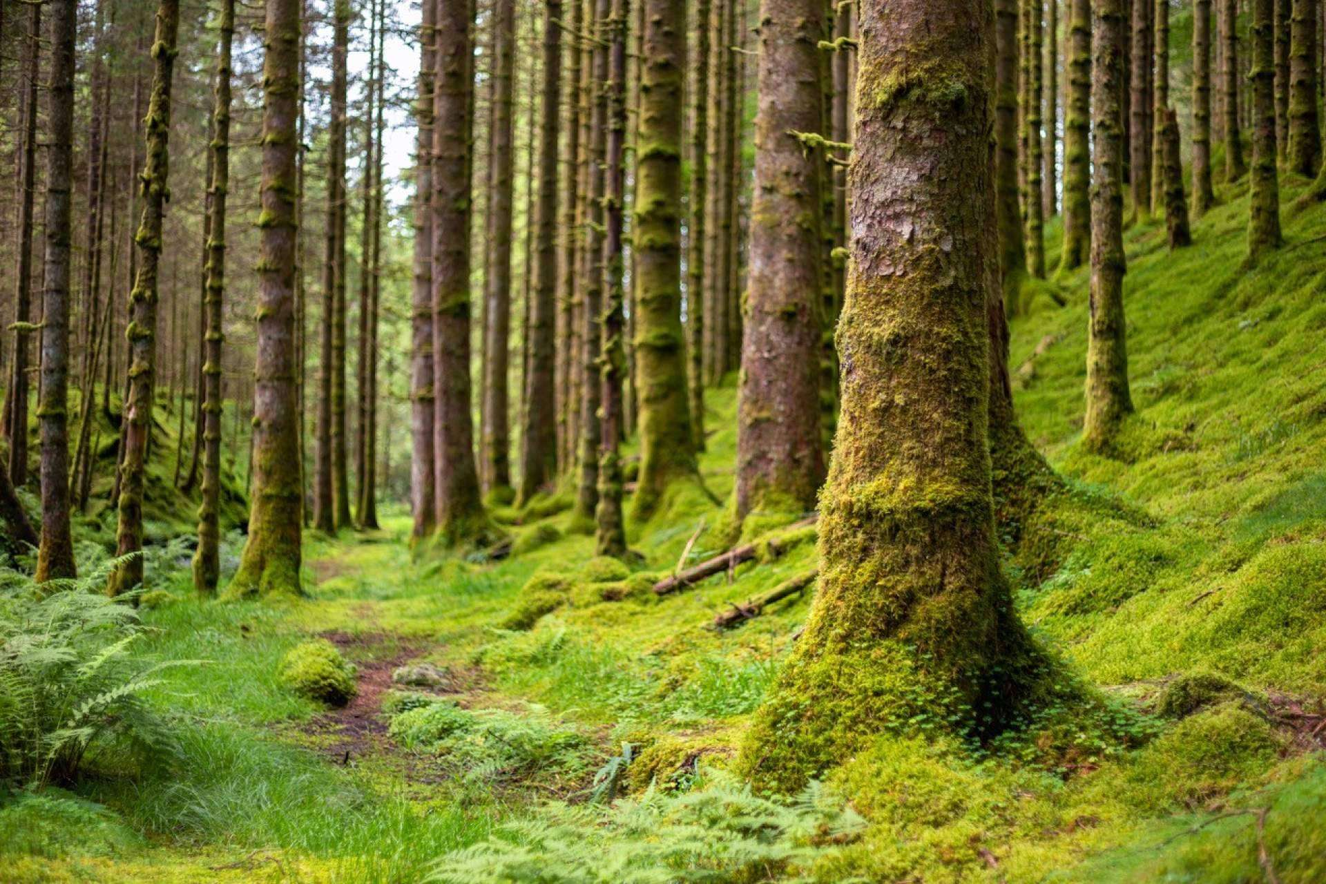 El bosque Cleardent