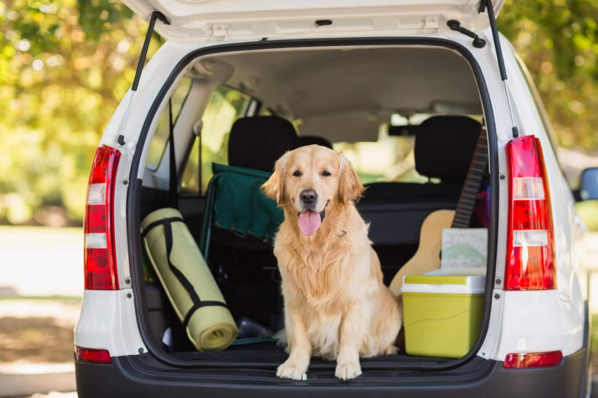 Qué hay que tener en cuenta al viajar con un perro