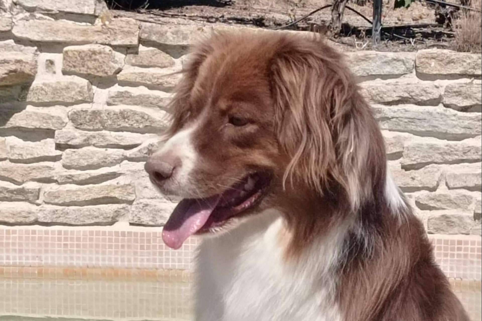 Residencia canina sin jaulas para el verano con PERROBUENO
