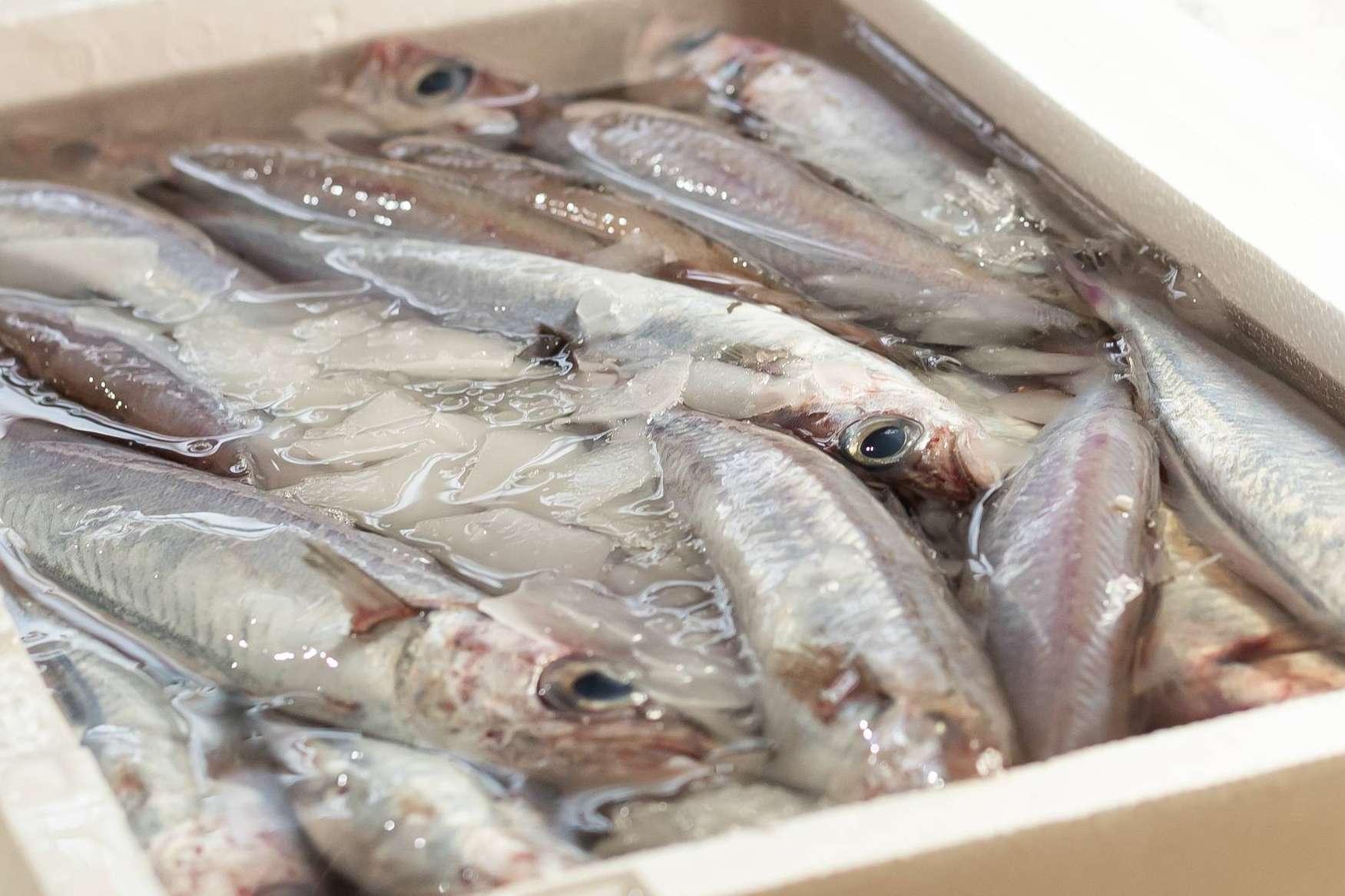 Lonja de Ayamonte ofrece frescura y calidad en venta de pescados y mariscos online