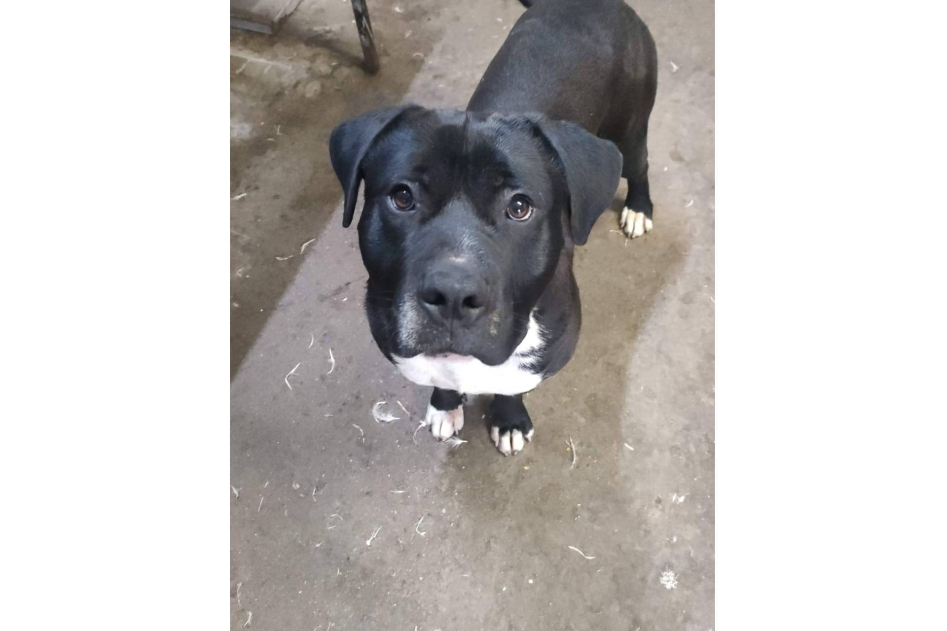 Protección animal con propósito, la misión de SOS Salvando Vidas España