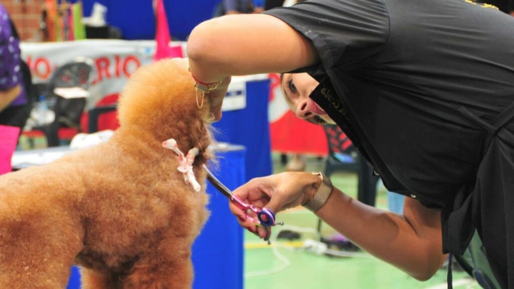 Murcia acoge el Campeonato Mundial de Peluquería Canina; profesionales de más de 30 países se disputarán