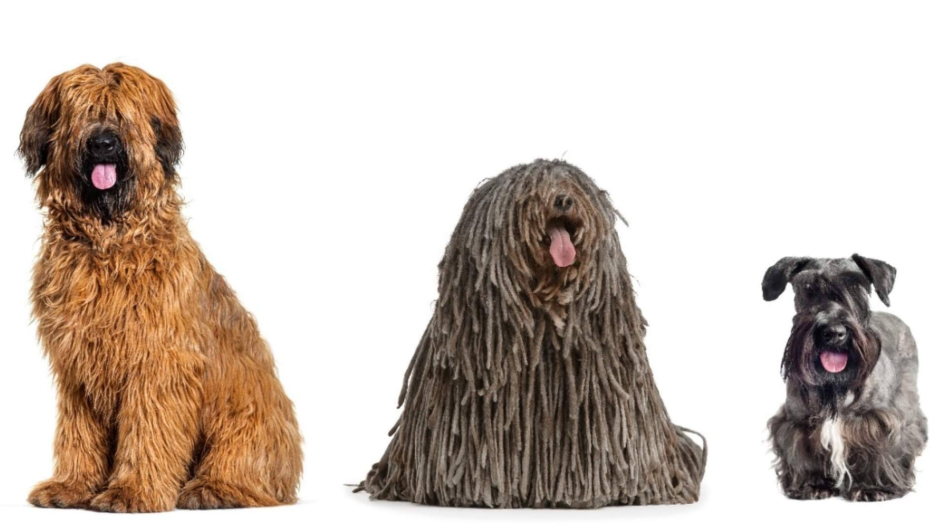 Petplan España crea el primer cotizador de seguros para mascotas Chat GPT